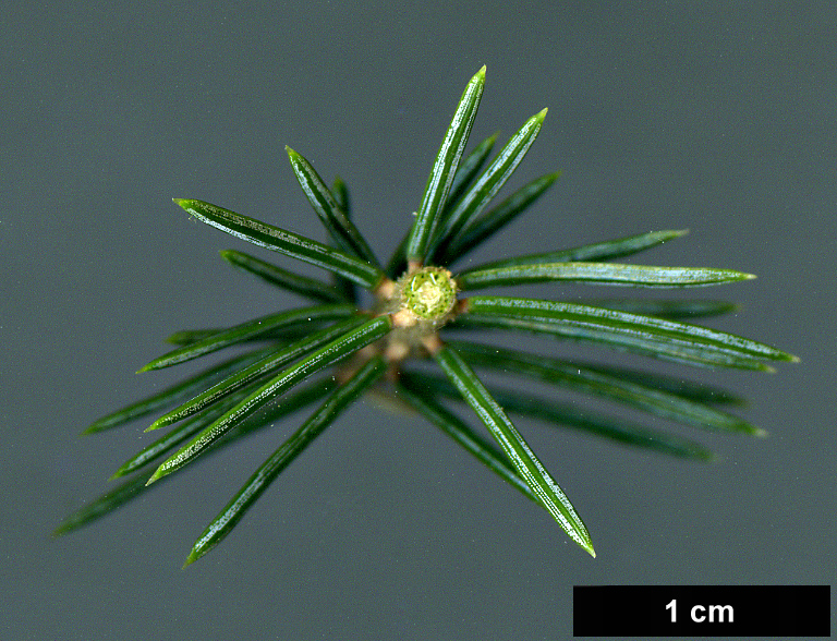 High resolution image: Family: Pinaceae - Genus: Picea - Taxon: koraiensis - SpeciesSub: var. pungsanensis